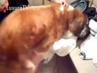 Force beastiality with a brown dog